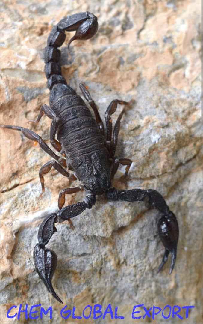 Scorpion venom for sale